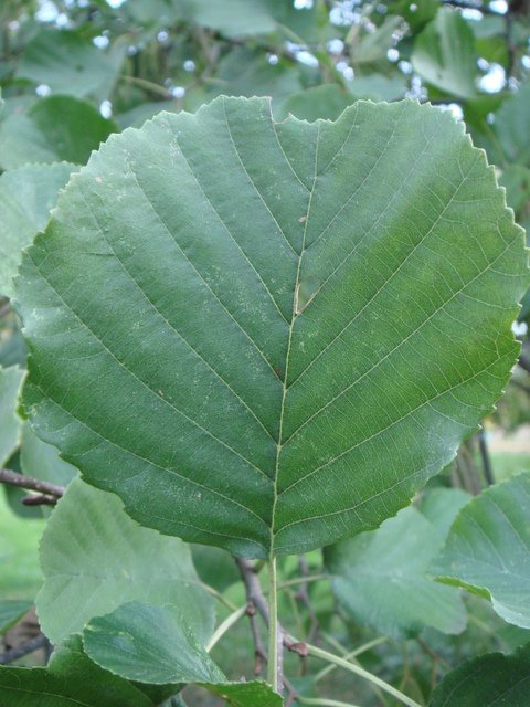 Alnus glutinosa feuille